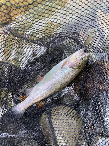 ニジマスの釣果