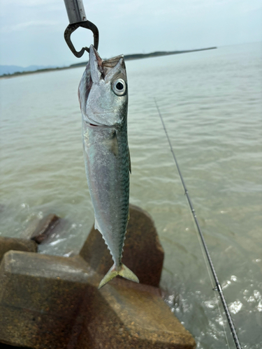 サバの釣果