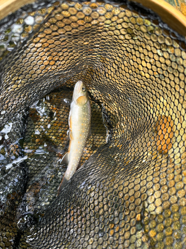 イワナの釣果