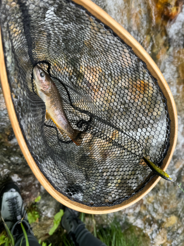 イワナの釣果