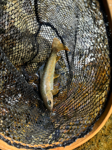 イワナの釣果