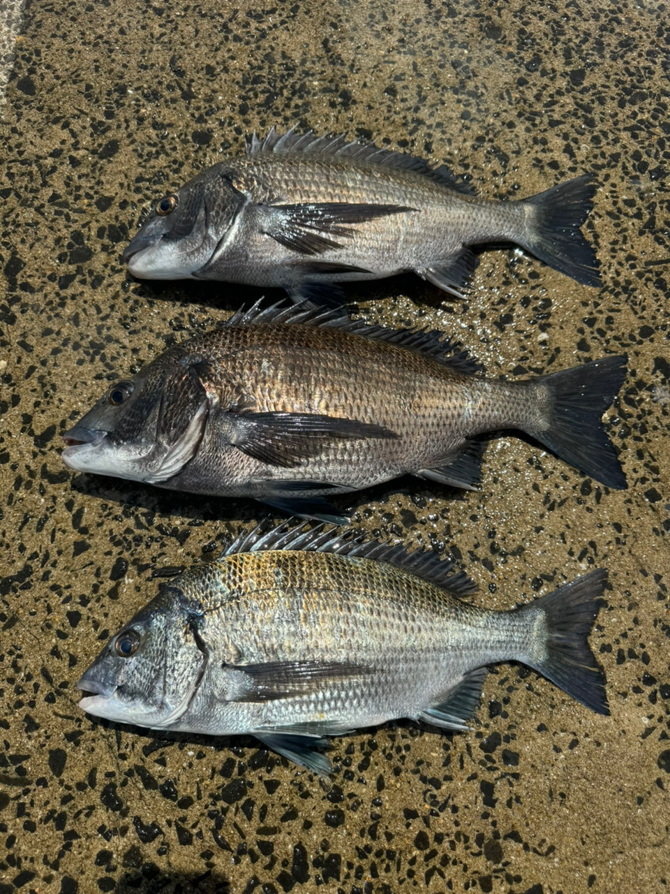 SHIMANO 鱗海 マスターチューン 0.6-530の最安値・インプレ