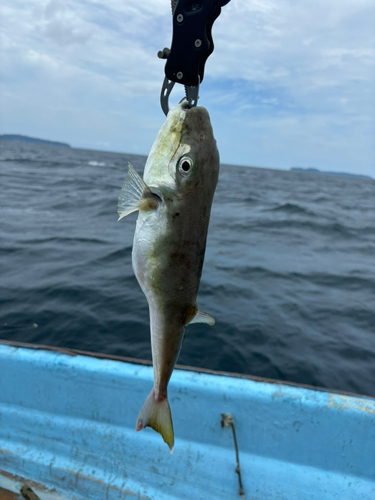 ドクサバフグの釣果