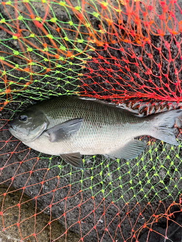 メジナの釣果