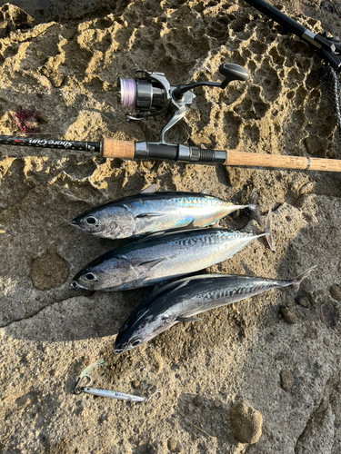 ソウダガツオの釣果