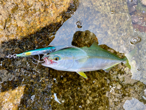 ワカシの釣果