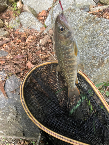 イワナの釣果