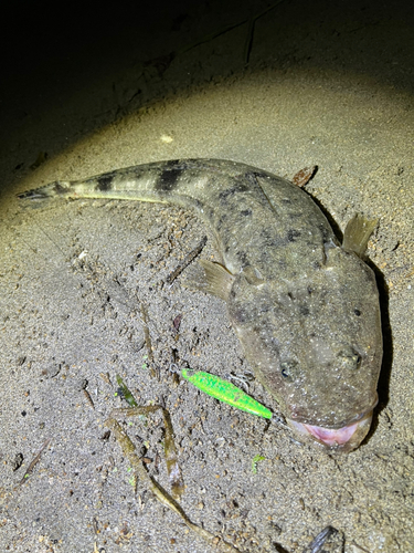 マゴチの釣果