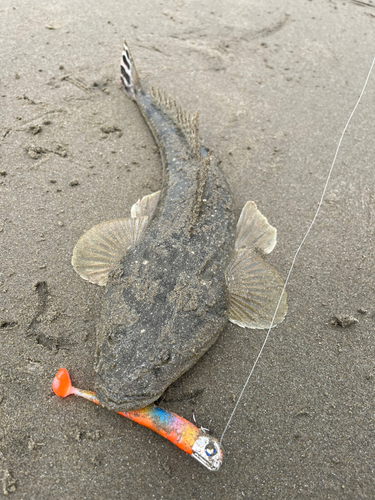 マゴチの釣果