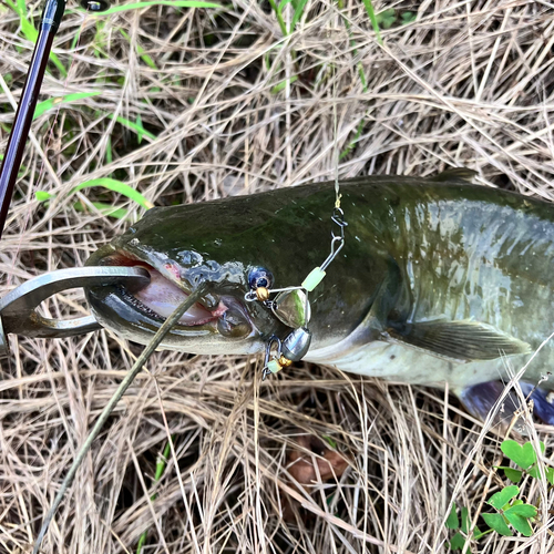 ナマズの釣果