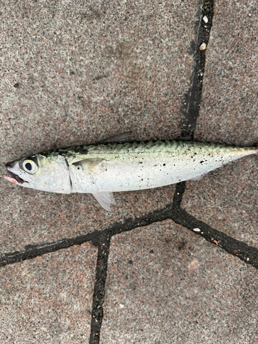 サバの釣果