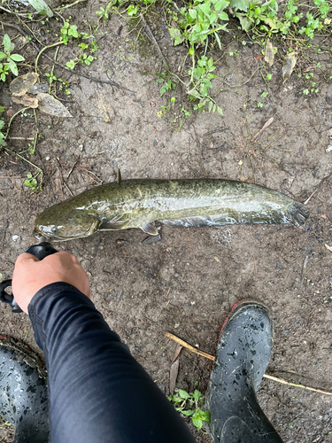 ナマズの釣果