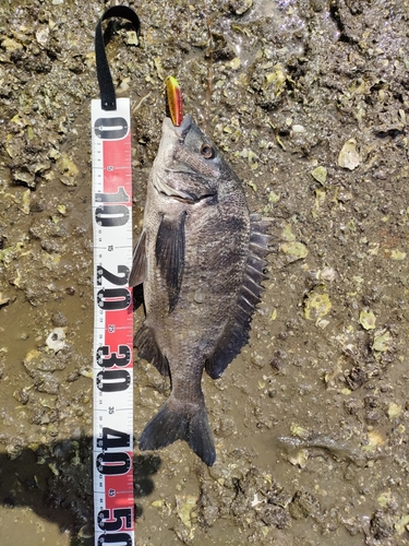 チヌの釣果