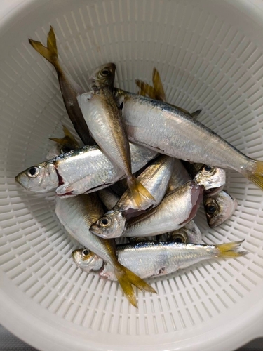 アジの釣果