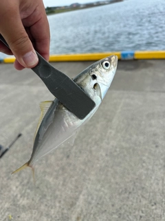 マルアジの釣果