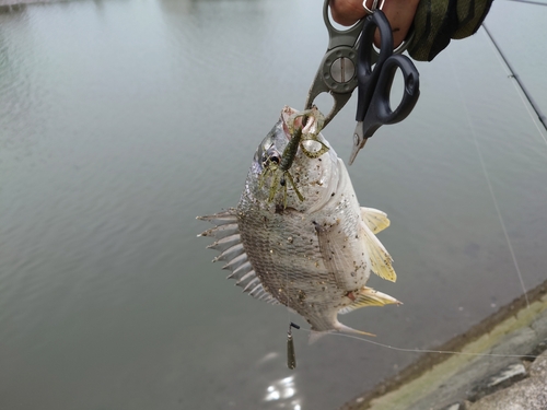 キビレの釣果