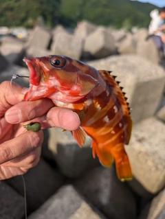 アカハタの釣果