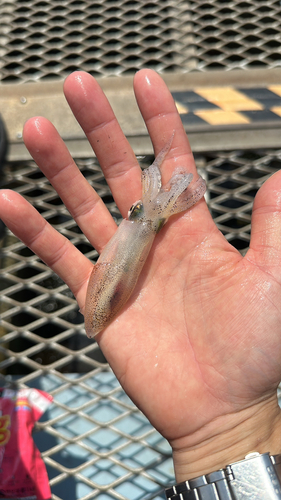 カタクチイワシの釣果