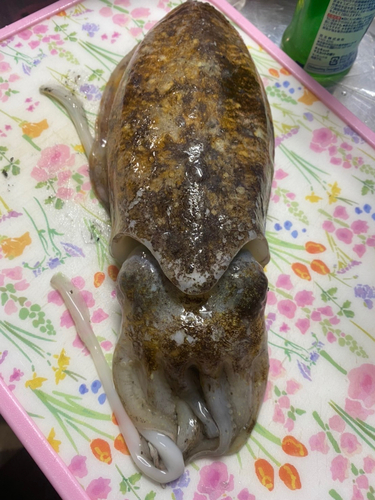 コウイカの釣果