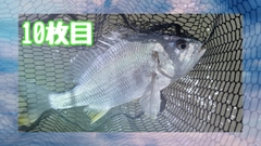 チヌの釣果