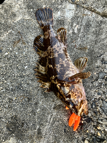 タケノコメバルの釣果