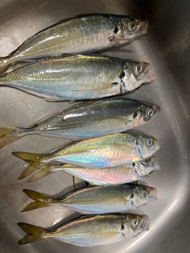 アジの釣果