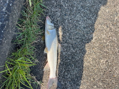 ニゴイの釣果