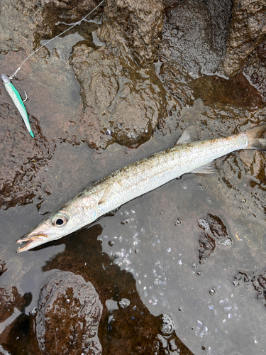 カマスの釣果