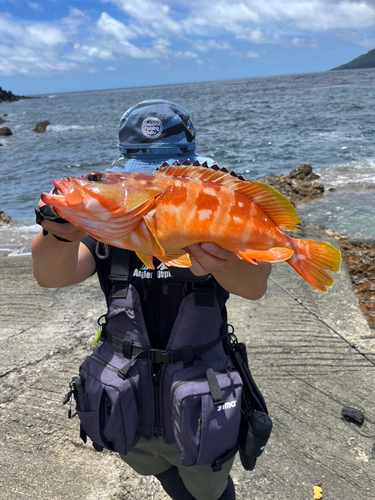 アカハタの釣果