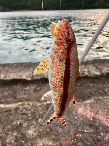 ヨメヒメジの釣果