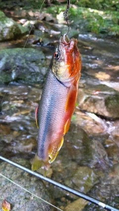 カワムツの釣果