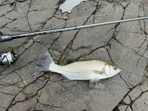 フッコ（ヒラスズキ）の釣果