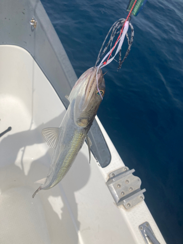 エソの釣果