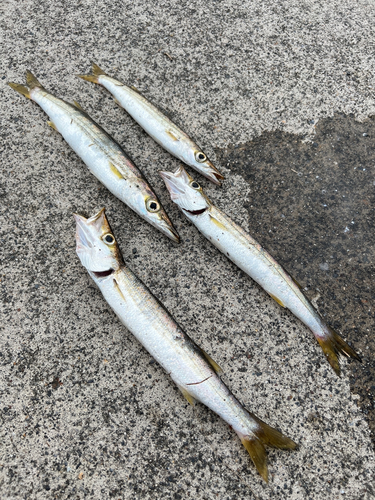 カマスの釣果