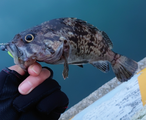 クロソイの釣果