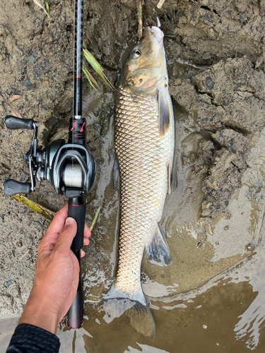 ニゴイの釣果