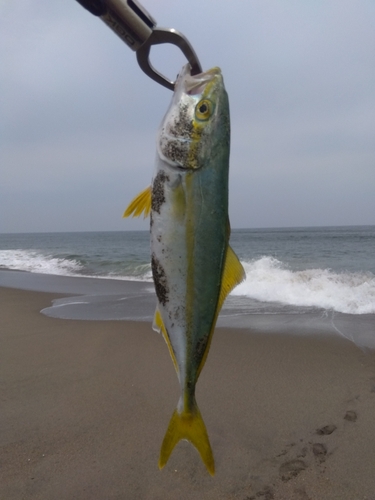 ショゴの釣果