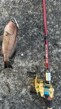 オオモンハタの釣果