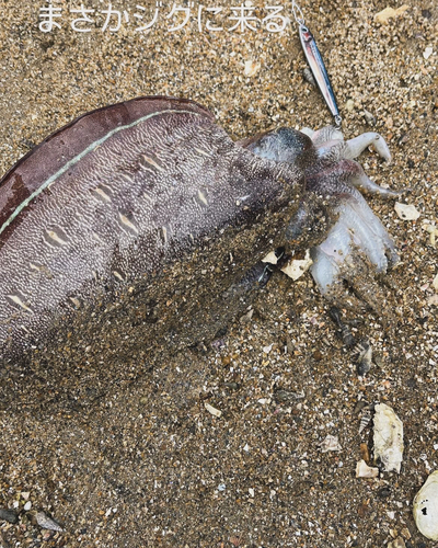 モンゴウイカの釣果