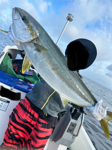 ヒラスの釣果