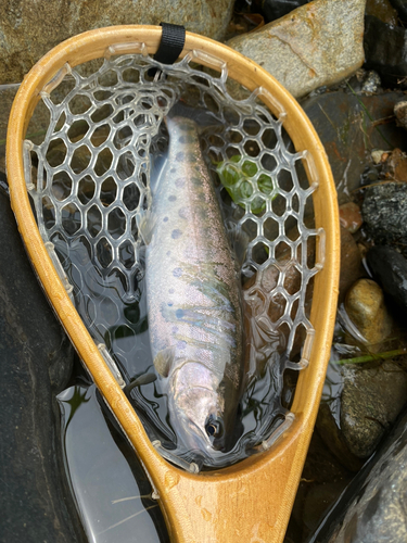 ヤマメの釣果