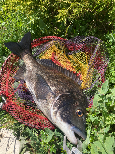 クロダイの釣果