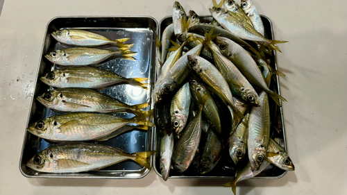 アジの釣果