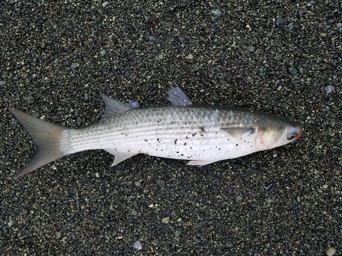 ボラの釣果