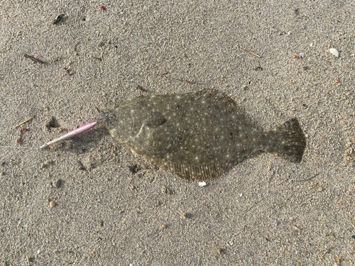 ソゲの釣果