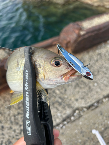 クロホシフエダイの釣果