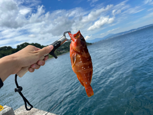 アカハタの釣果