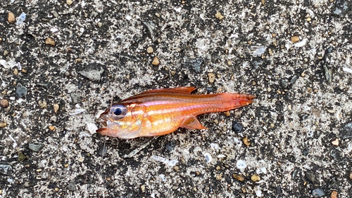 キンセンイシモチの釣果