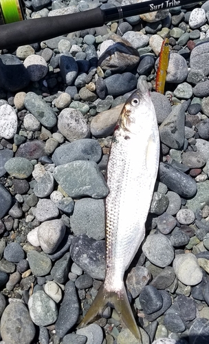 コノシロの釣果