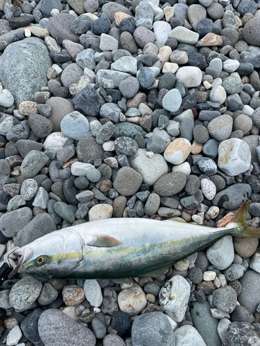 イナダの釣果